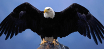 Eagle Rock